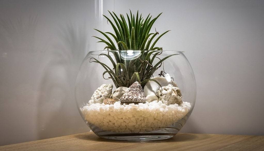 Les plantes résistantes pour embellir le jardin toute l'année